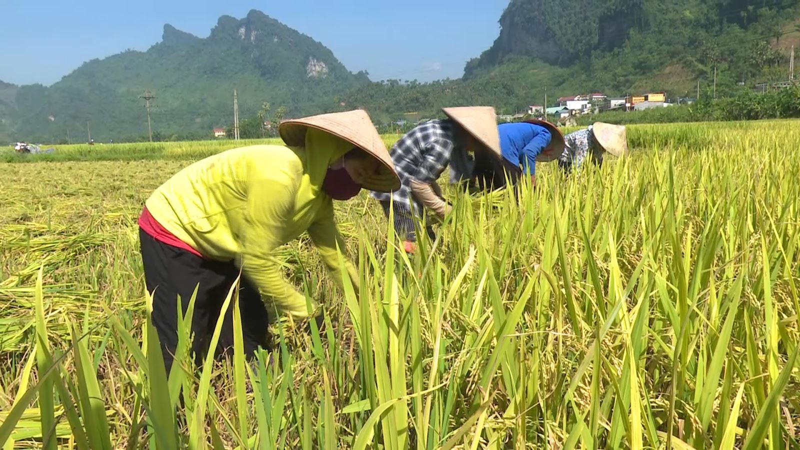 Lâm Bình thu hoạch lúa Xuân, triển khai sản xuất vụ Mùa năm 2020