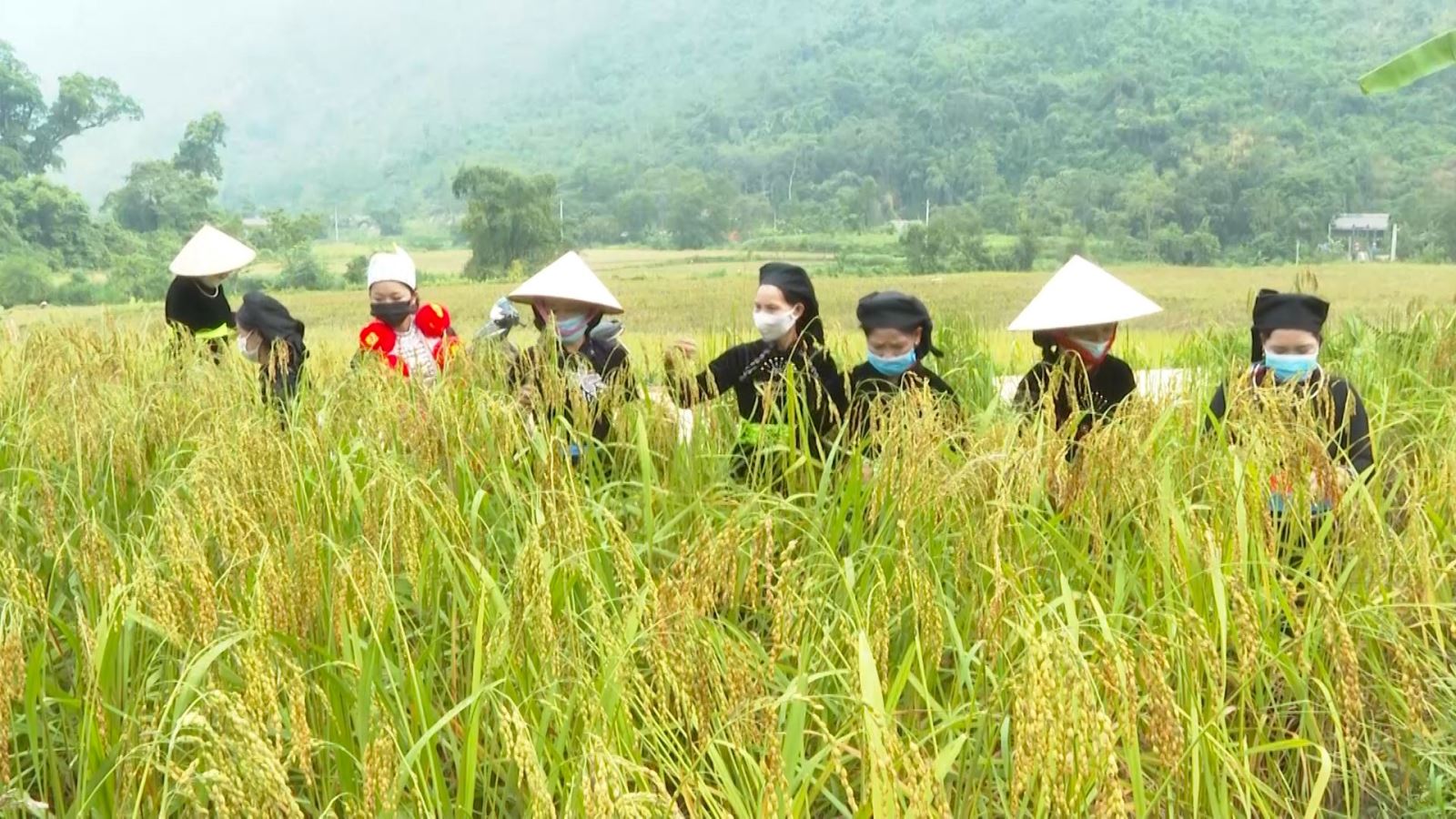 Làm cốm – nét đẹp văn hóa truyền thống của người dân Lâm Bình